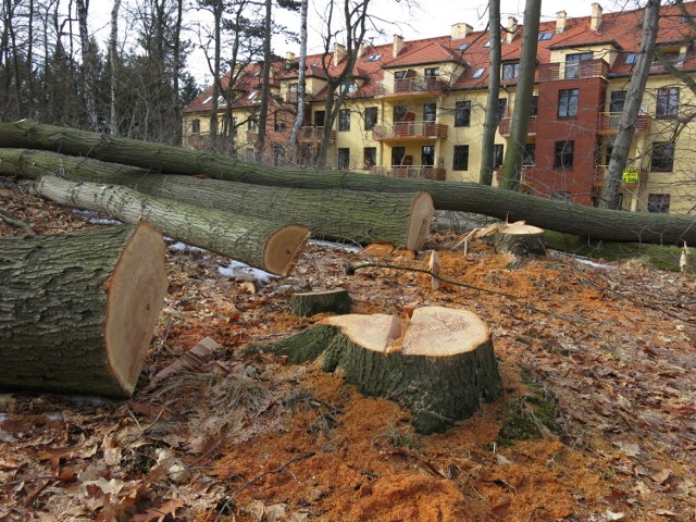 Mieszkańcy osiedla Park Sudecki wyszli do robotników i uniemożliwili im dalszą wycinkę drzew