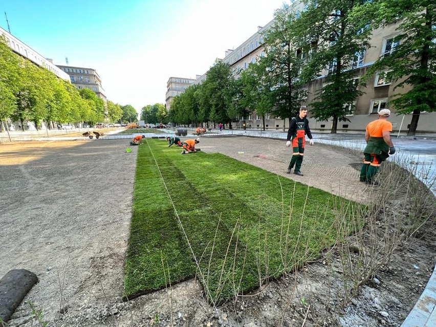 Zielony dywan rośnie z godziny na godzinę