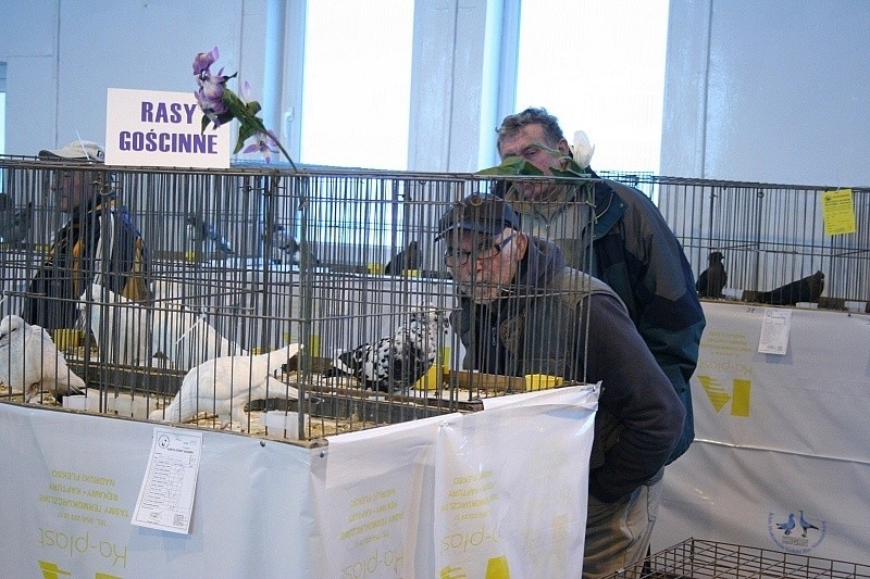 Wystawa gołębi pocztowych i drobiu egzotycznego w Brześciu Kujawskim