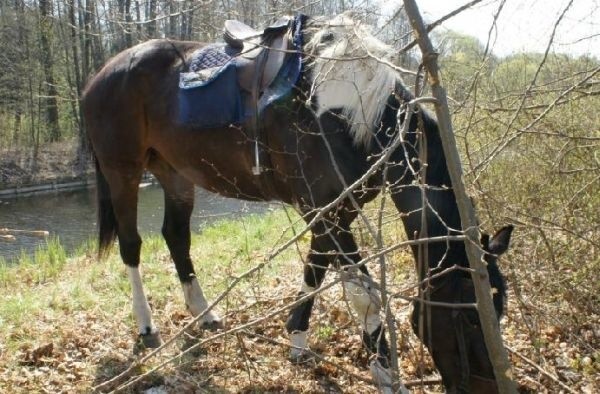 Koń stratował 7-letnią dziewczynkę.