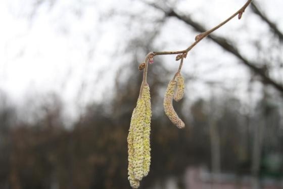 W Puszczy Białowieskiej widać wiosnę w styczniu. Ale to niebezpieczne dla roślin! [zdjęcia]