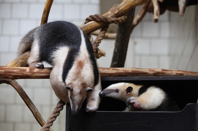 W opolskim zoo są już dwie tamanduy.