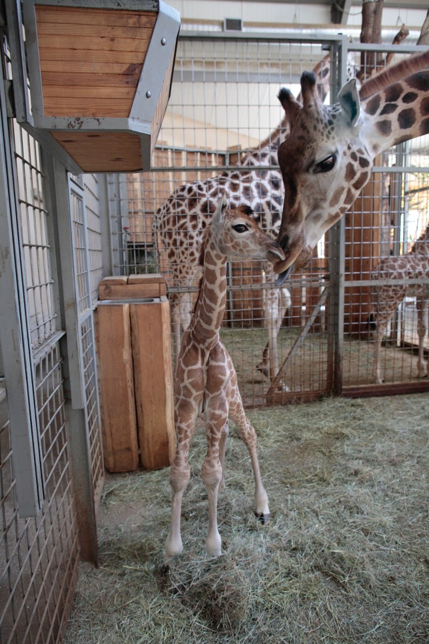 Ogród zoologiczny w Opolu kusi wieloma atrakcjami - między...