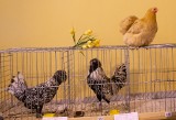 Rasowe gołębie, króliki, ptaki ozdobne na wystawie w Stargardzie [ZDJĘCIA] 