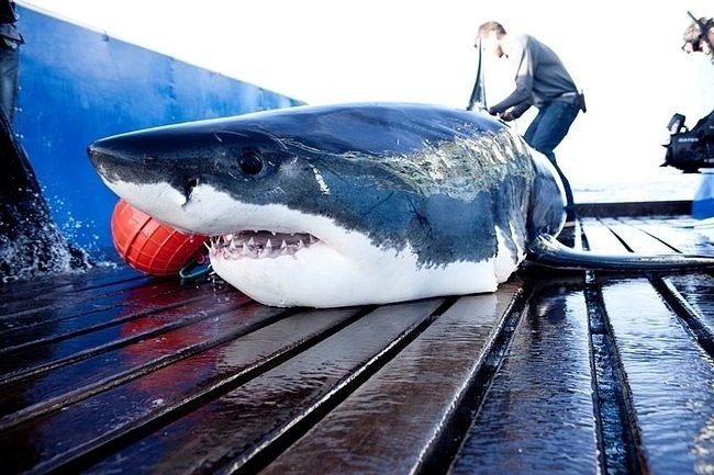 "Strażnicy rekinów" (fot. materialy prasowe)