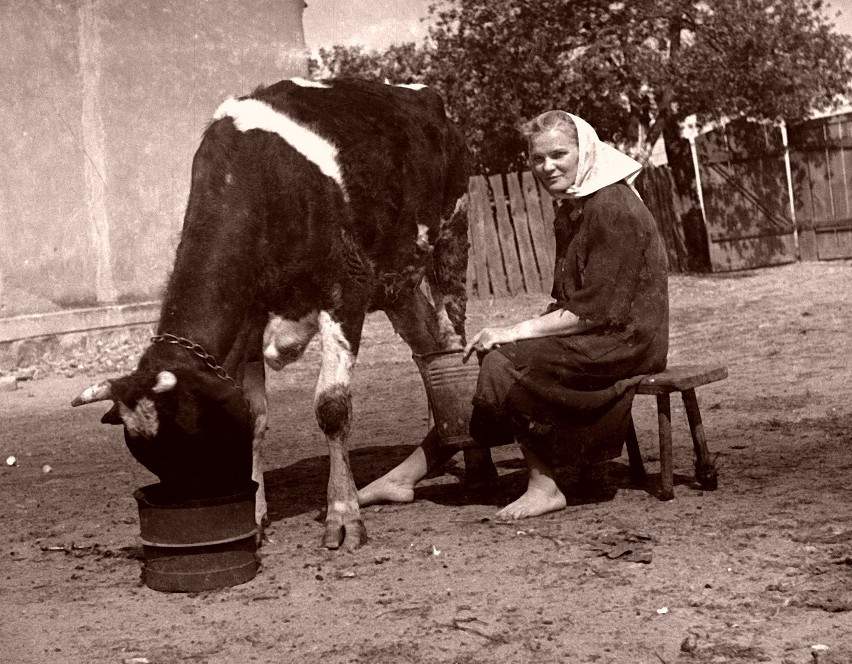 Karmieniem i dojeniem krów często zajmowały się kobiety