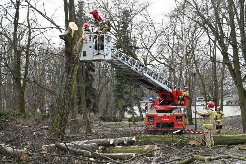 Orkan wyrwał i połamał drzewa w parkach i przy drogach w Kielcach. Straż pożarna wycina je już drugi dzień. Zobaczcie zdjęcia i film
