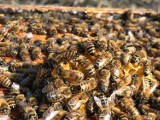 Akcja "Ratujmy nasze pszczoły!". Każdy z nas może dołączyć. Jak? [SZCZEGÓŁY]