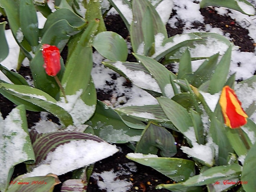 Tulipany pod śniegiem przy Urzędzie Miasta w Nowej Soli.