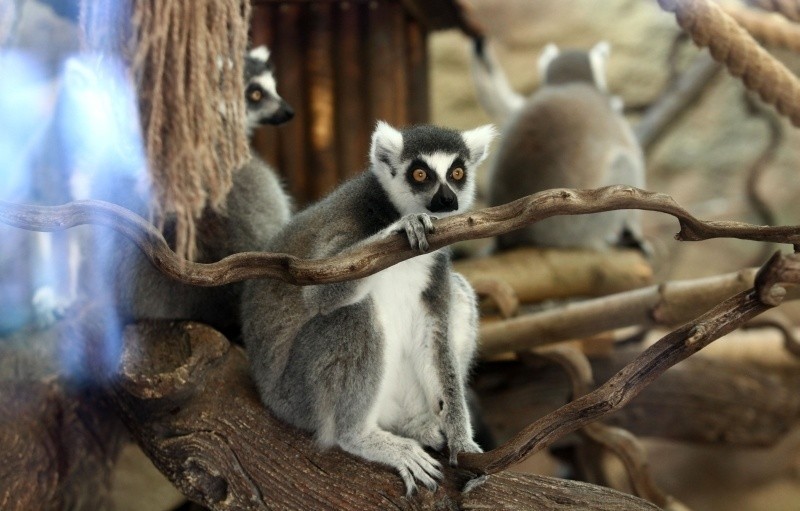 Lemury mają nowy dom, czyli co nowego w łódzkim ZOO [FILM]
