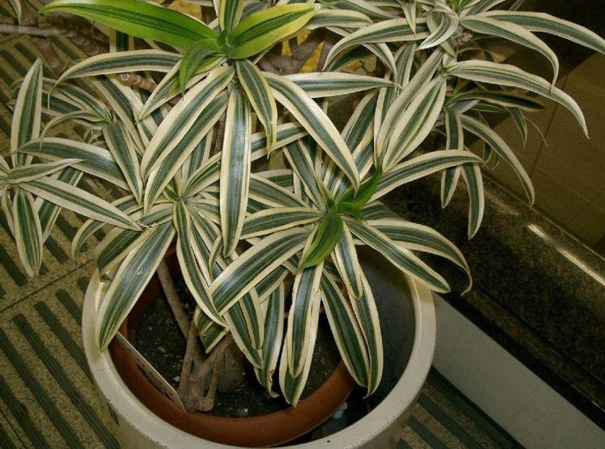 Dracena odwrócona...