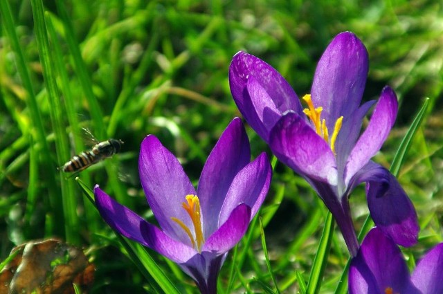Wiosna na zdjęciach naszego CzytelnikaW okolicach Otynia zobaczyć można tej wiosny takie piękne rośliny. Nasz Czytelnik Rajmund Ociepa przesłał nam piękne zdjęcia budzącej się do życia przyrody. Jeśli też tak pięknie jest w Waszych ogródkach prześlijcie zdjęcia na adres: egniewek@gazetalubuska.pl.[promo]2839[/promo] ZOBACZ TEŻ: Grzegorz Sawko - nocne niebo nad Odrą[promo]2911[/promo]