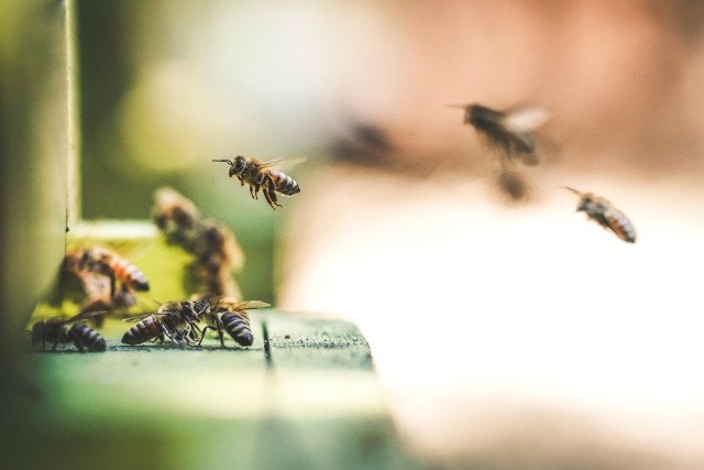 Pszczoły potrzebują pomocy, a my potrzebujemy pszczół, które odgrywają kluczową rolę w rozwoju wielu roślin. Jak możemy pomóc pszczołom przetrwać w tych trudnych dla planety czasach?