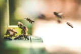 Pszczoły miodne żyją o połowę krócej niż 50 lat temu, tak wynika z badań naukowców. Dlaczego długość życia pszczół spada i jak im pomóc?