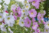 Malwa ozdobi nie tylko wiejski ogródek. Sprawdź, jak uprawiać te piękne kwiaty i co robić, żeby dobrze kwitły. Uważaj na choroby i szkodniki