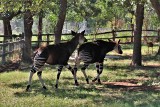 Przez koronawirusa ZOO w Niemczech dopuszcza ubój zwierząt. Możliwe, że zabraknie środków na ich utrzymanie