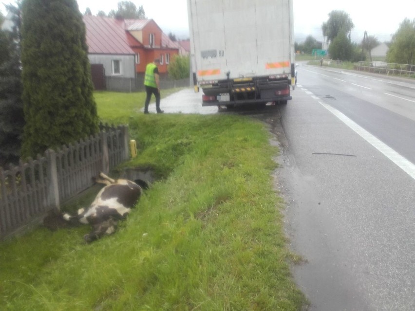 Na trasie w Woli Jachowej krowa wybiegła przed ciężarówkę