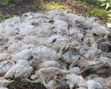 Pod Czarnowąsami znaleziono pół tony martwych kurczaków