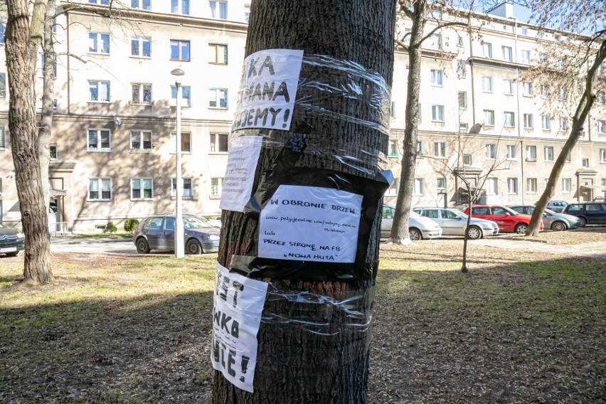 Miejskie inwestycje w Krakowie. Urzędnicy mieli ocalić jak najwięcej drzew. Radny: "uchwała nie jest respektowana"
