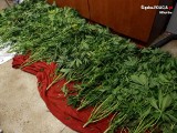 Orzesze: dopalacze, marihuana i tabletki ekstazy znalezione przez policję w domu