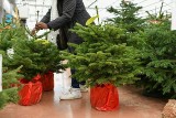 Łódź: podaruj choince drugie życie! Co zrobić ze świątecznym drzewkiem? Gdzie je oddać? SPRAWDŹ