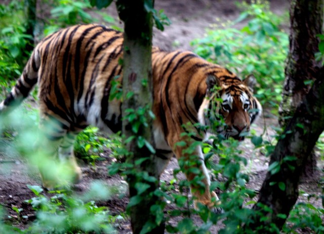 Na terenie ogrodu zoologicznego dochodziło do sytuacji, kiedy odwiedzający dręczyli tygrysa.