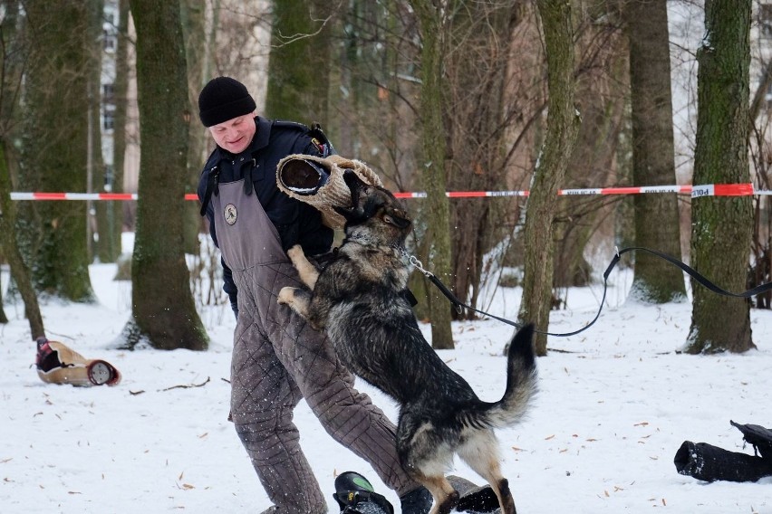 Białystok. Demon w akcji, czyli szkolenie policyjnych psów służbowych