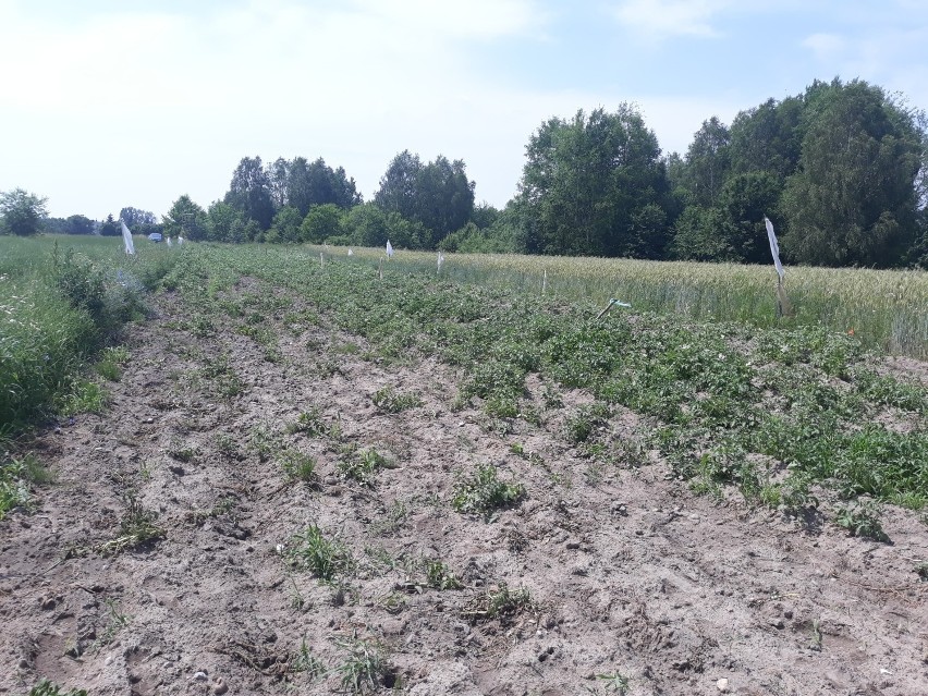 Myśliwy zastrzelił człowieka w lasach koło Radomska. Do sądu trafił akt oskarżenia