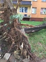 Burza w Zabrzu: Powalone drzewa i uszkodzone dachy ZDJĘCIA