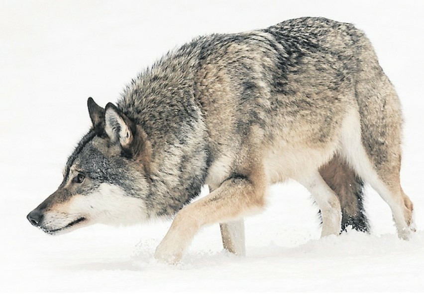 Wilk jest w Polsce gatunkiem chronionym i za zabijcie lub...