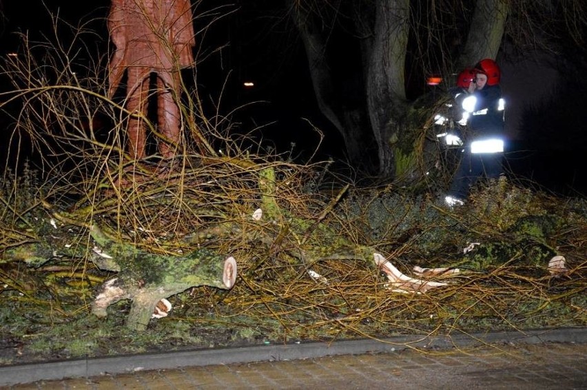 Wichura w Sławnie. Konar ranił kobietę. Trafiła do szpitala [zdjęcia, wideo]