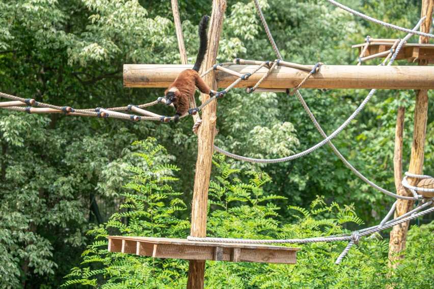 Lemury wari w łódzkim zoo zamieszkały w nowym pawilonie i na dwóch wyspach