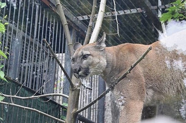 Puma Nubia zostaje w chorzowskim zoo.Zobacz kolejne zdjęcia. Przesuwaj zdjęcia w prawo - naciśnij strzałkę lub przycisk NASTĘPNE
