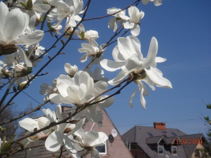 Szczecinskie magnolie...