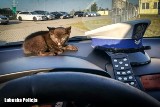 NOWA SÓL. Mały kotek uratowany przez policjantów drogówki. Zwierzak dostał imię "Sierżant" i ma się dobrze