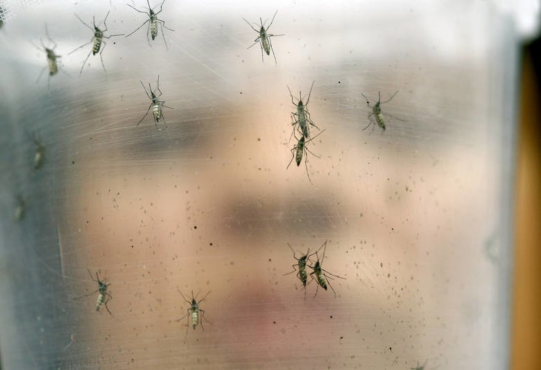 Groźny wirus Zika dotarł już do Europy [objawy, wideo] 