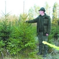 O choinki trzeba dbać, chronić przed owadami i zwierzyną leśną - mówi Mieczysław Kiersnowski, leśniczy z Majówki