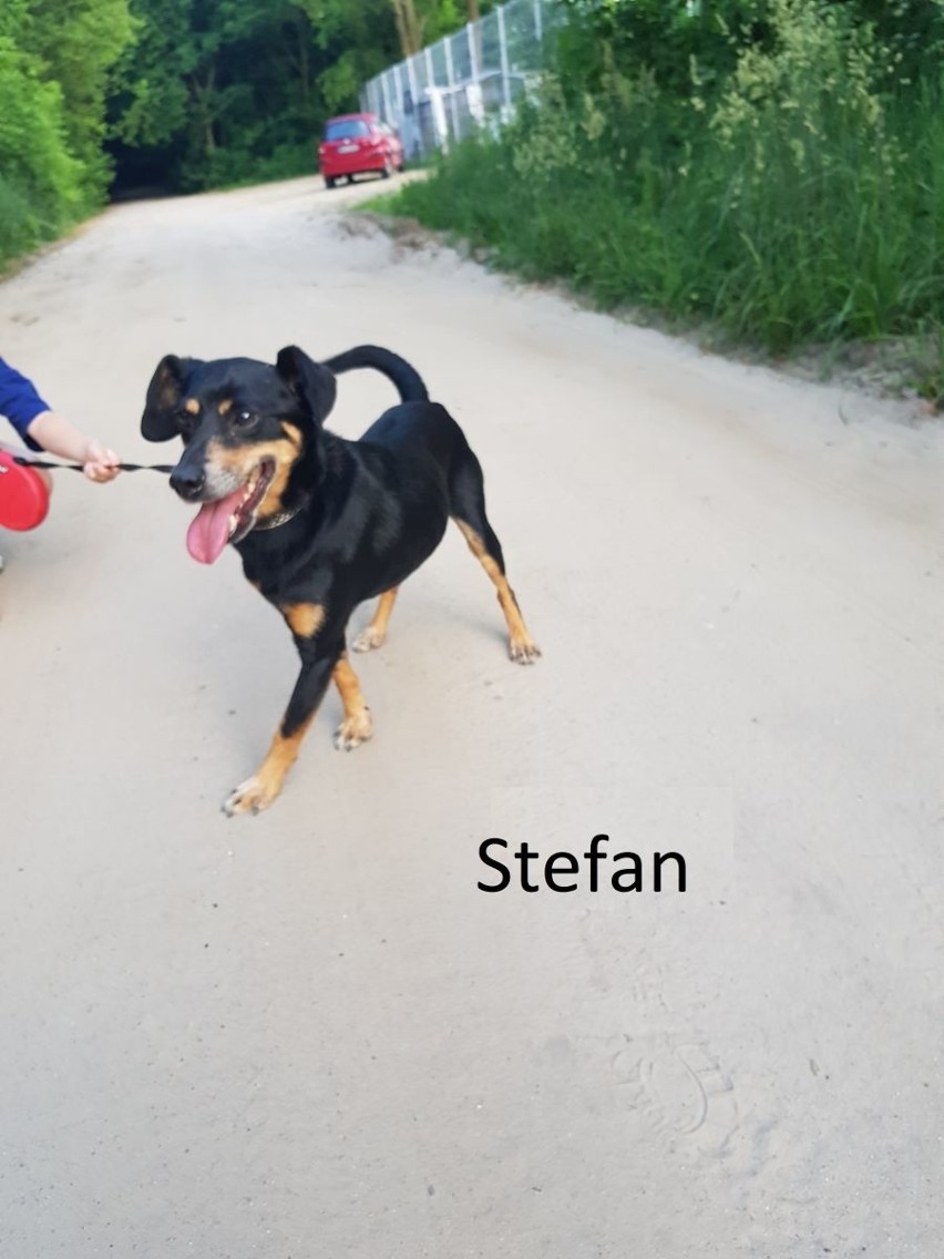 Stefan ma 8 lat, waży ok. 15 kg, sięga do kolan. Energiczny,...