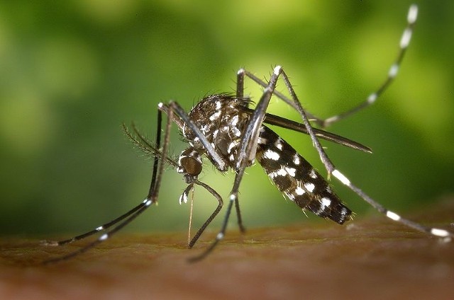 Komar tygrysi dotarł już do Europy. Czy owad dotarł także do Polski? Komar tygrysi nazywany również komarem azjatyckim jest agresywnym owadem, który atakuje głównie wczesnym porankiem i późnym popołudniem. Niestety, komar tygrysi przenosi bardzo poważne choroby, które mogą być przyczyną nawet śmierci. Jak wygląda komar azjatycki i na co należy szczególnie uważać? Mamy dla Was najważniejsze informacje!
