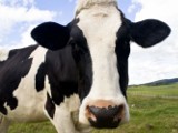 Kandydat na Rolnika Roku: Góreccy postawili na produkcję mleka