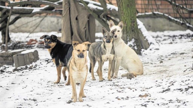 Psy, które zaatakowały Olę i Kamila, to zwykłe przydomowe kundle. W stadzie są niebezpieczne