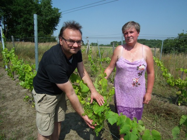 Zdecydowaliśmy się na szczepy szlachetne vitis vinifera oraz "mieszańce", jak chociażby regent. Wszystko po to, by sprawdzić, które najlepiej się przyjmą w tych warunkach mówi Maciej Chruściel. Obok żona, Monika.