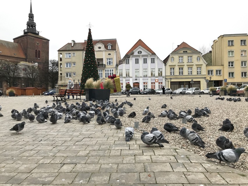 Martwe gołębie na Starym Rynku w Słupsku. Przejechane czy otrute?