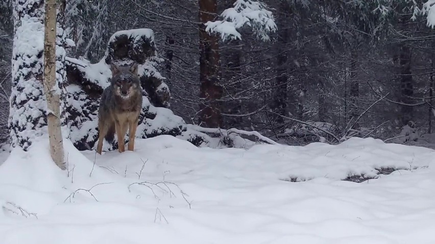 Uchwycony na fotopułapce wilk w Karkonoskim Parku Narodowym.