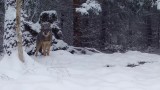 Fotopułapka uchwyciła wilka w Karkonoskim Parku Narodowym. Ależ to majestatyczne zwierzę! [FILM, ZDJĘCIA]
