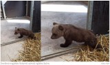 Kilkumiesięczny niedźwiadek błąkał się przy drodze. Został uratowany - WIDEO