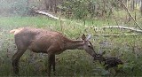 Mały jelonek ze swoją mamą w lesie pod Częstochową. Niezwykłe nagranie zachwycą swą naturalnością. ZOBACZ FILM