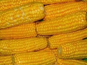 Unia Europejska dopuściła na swój rynek np. modyfikowaną genetycznie kukurydzę MON819. Ale Austria, Węgry, Grecja Francja, Luksemburg i Niemcy zakazały takich upraw w swoich krajach.