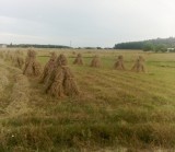 Kiedyś pola w woj. lubelskim były usiane takimi snopkami. Dziś to już rzadkość (ZDJĘCIA)