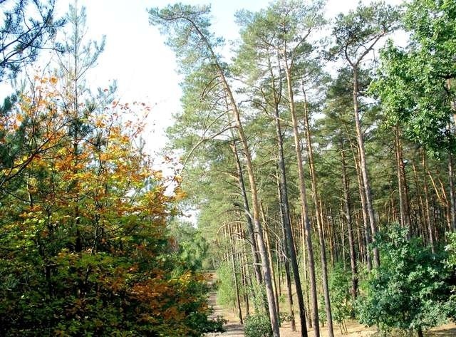 Lasy pozostaną otwarte i przyjazne dla mieszkańców - zapewnia dyrektor Janusz Kaczmarek